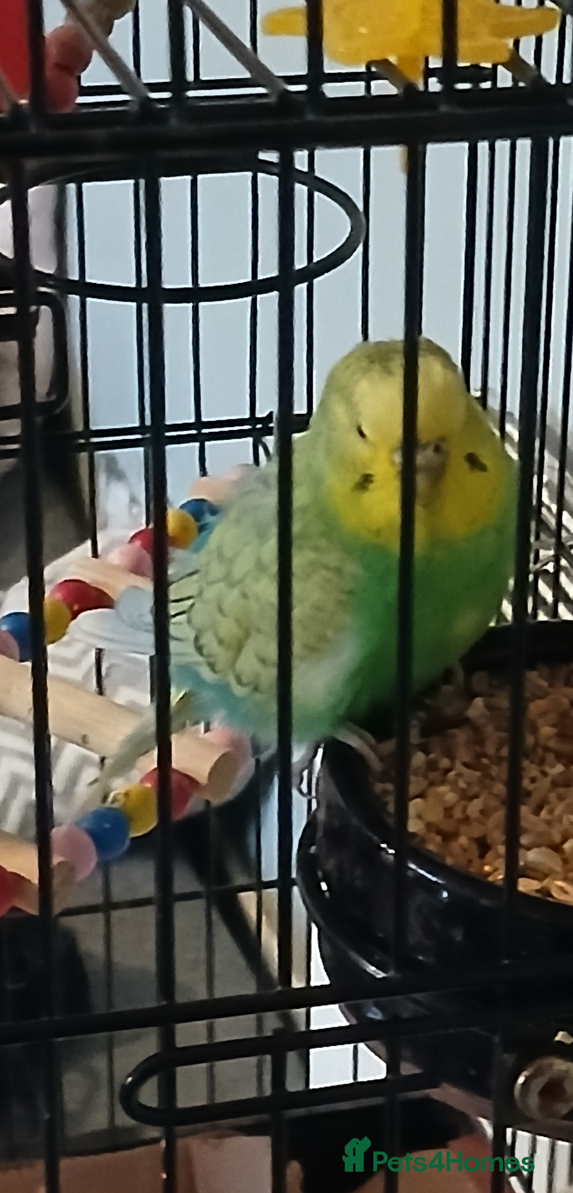Mixed Breed birds Budgies for sale  - Advert 1