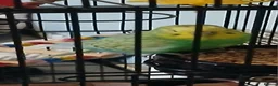 Mixed Breed birds for sale: Budgies for sale  - Advert 1