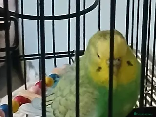 Mixed Breed birds Budgies for sale - Advert 1