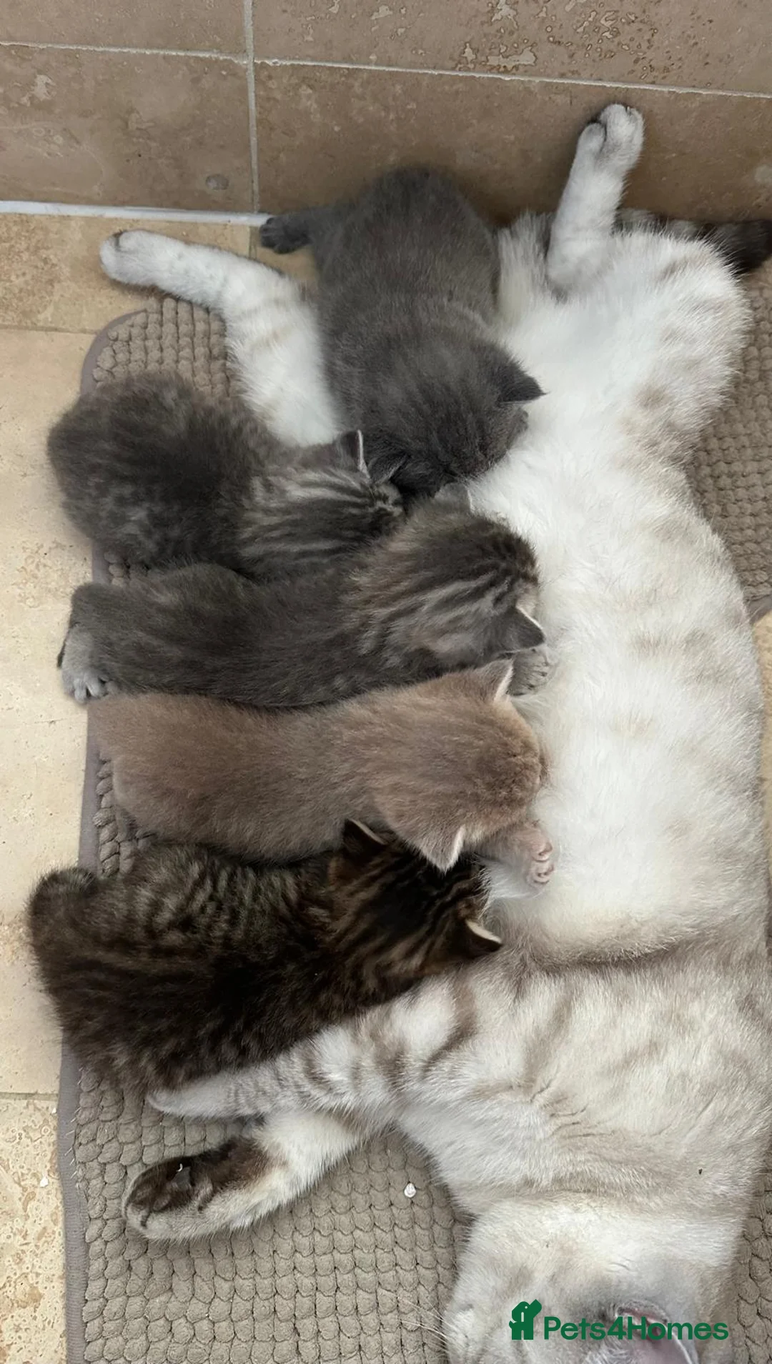 British Shorthair cats for sale: Pure BSH kittens for sale - Advert 2
