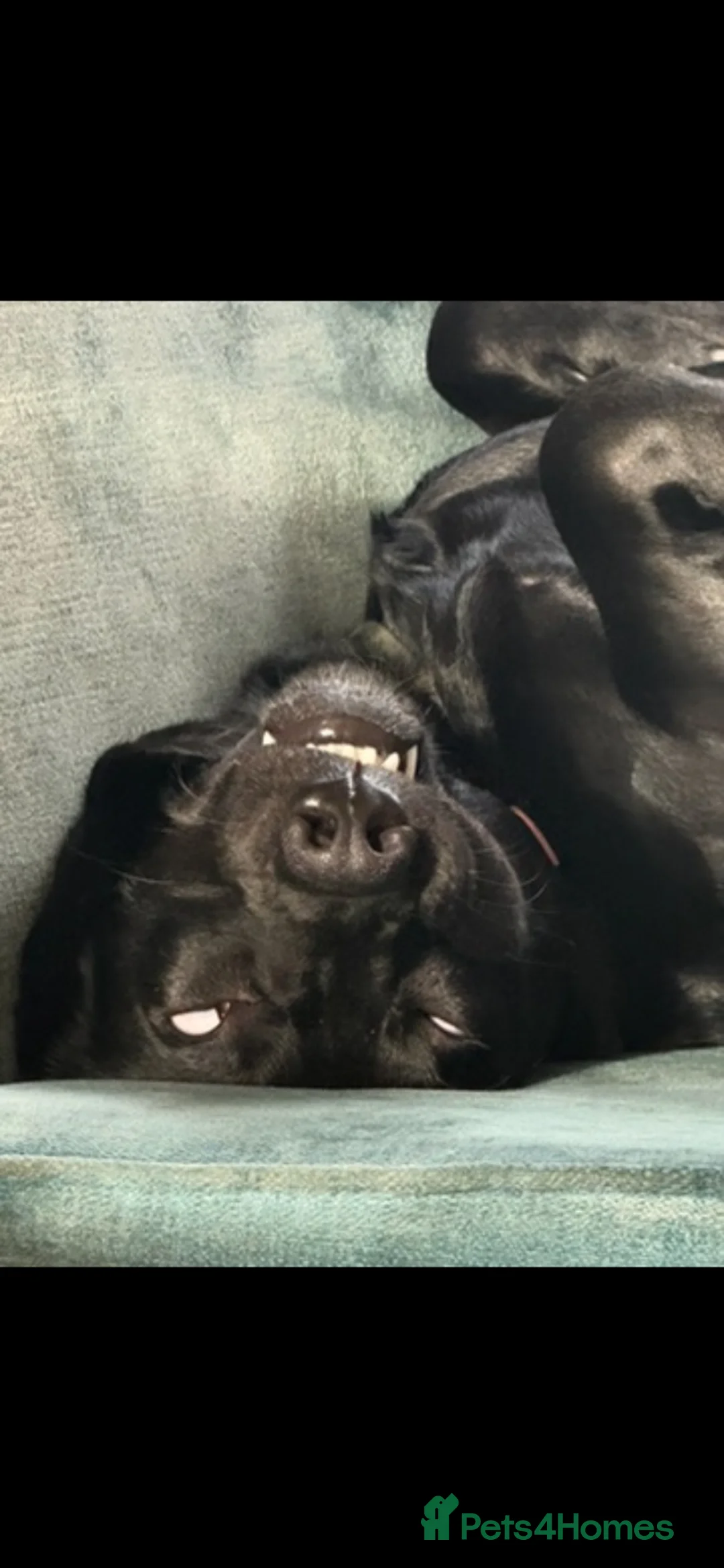 Mixed Breed dogs for sale: 2 year old Basset/labrador mix /Otis/ - Advert 3
