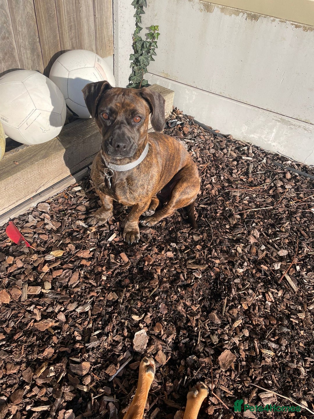 Mixed Breed dogs for adoption: Cutie Mimmi looking for love - Advert 1