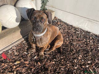 Mixed Breed dogs Cutie Mimmi looking for love - Advert 4