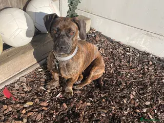 Mixed Breed dogs Cutie Mimmi looking for love - Advert 17