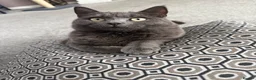 British Shorthair cats for sale: Reluctant Rehoming 💔 - Advert 11