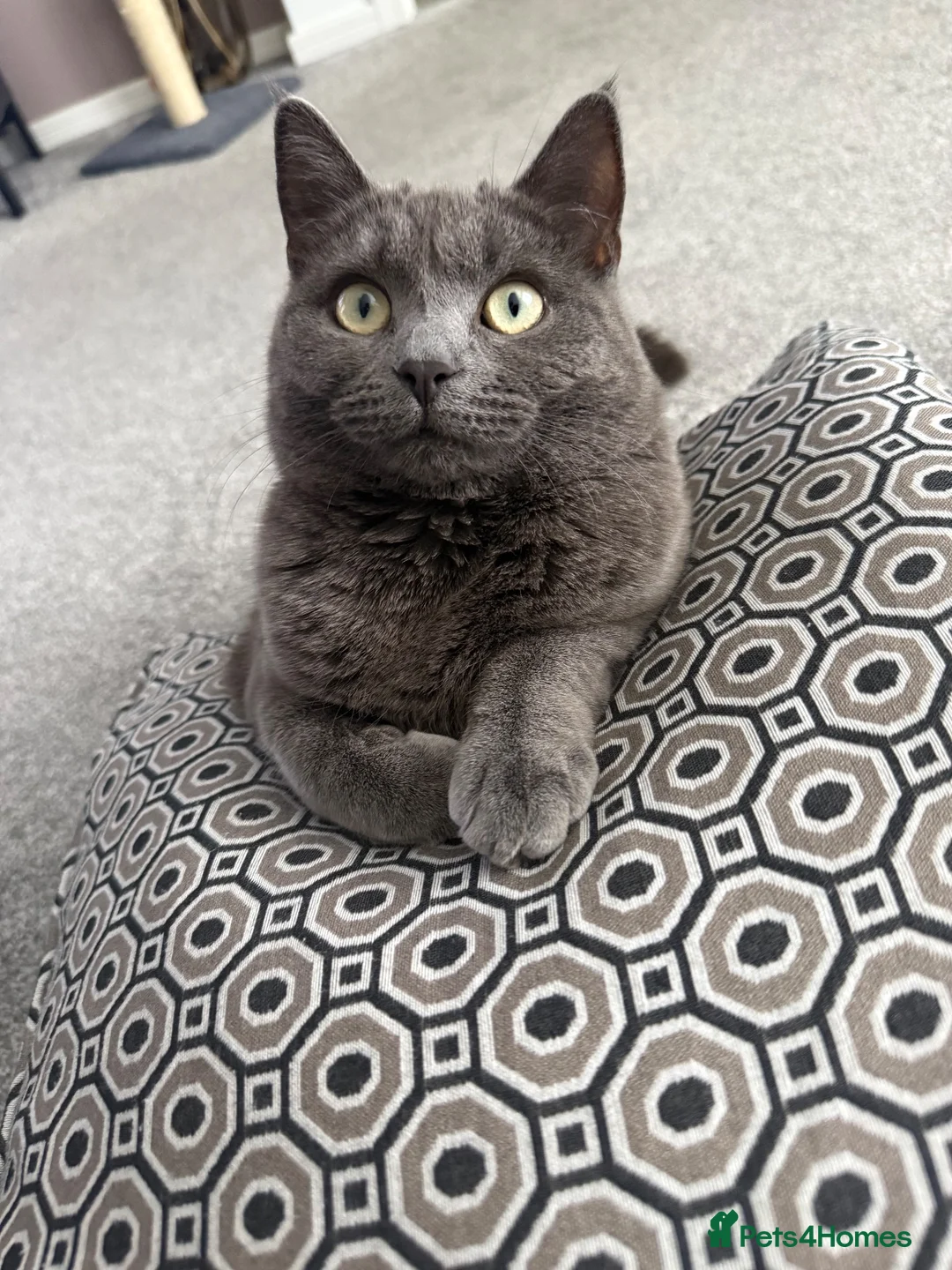 British Shorthair cats for sale: Reluctant Rehoming 💔 - Advert 11
