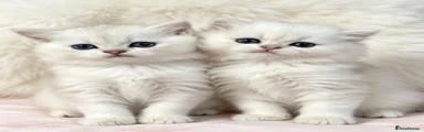 British Longhair 