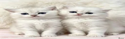 British Longhair cats for sale: SILVER CHINCHILLA GIRLS -HEALTH TESTED PARENTS - Advert 11