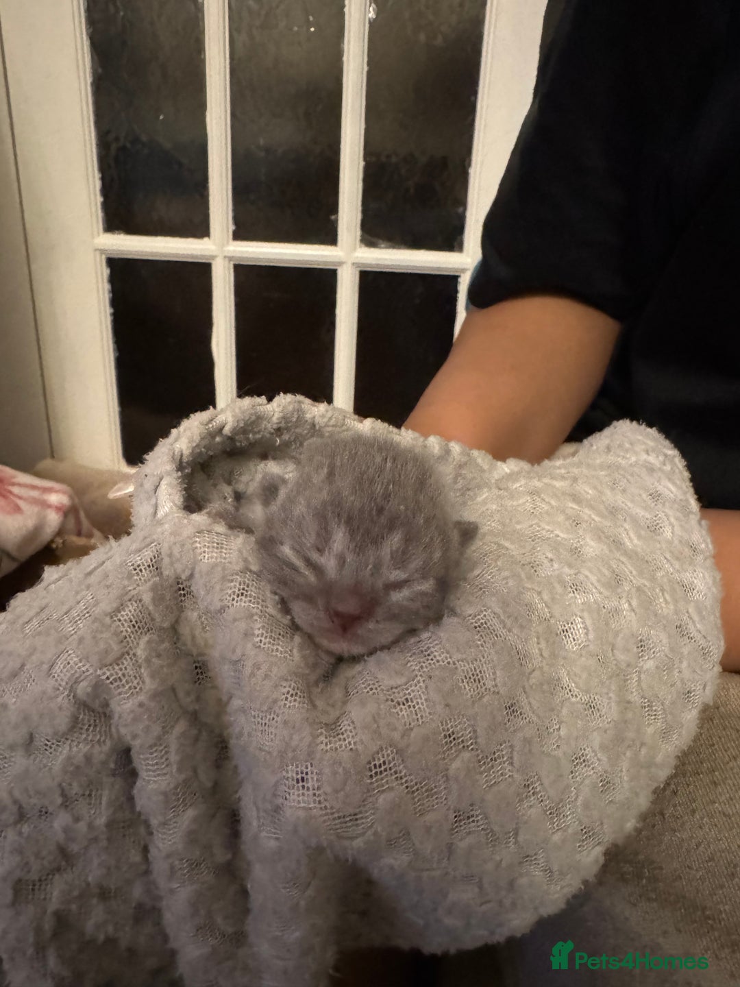 British Shorthair cats for sale: British short hair kittens  - Image 1