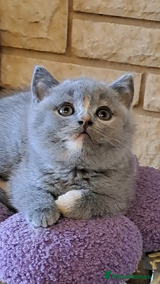 British Shorthair cats   Top Quality Purebread BSH kittens - Advert 2