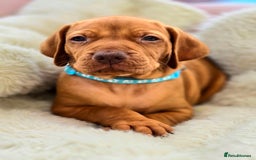 Hungarian Vizsla dogs for sale: Adorable vizsla puppies, exceptional pedigree - Image 3