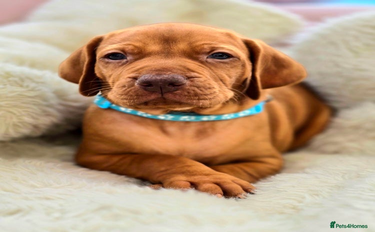 Hungarian Vizsla dogs - Advert 3