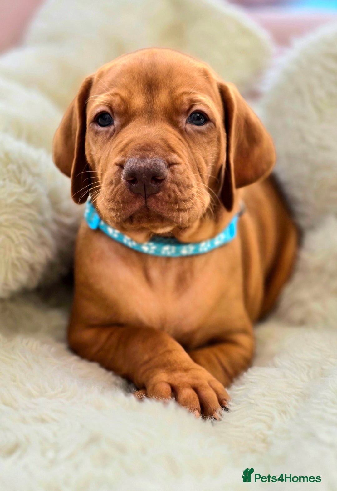 Hungarian Vizsla dogs for sale: Adorable vizsla puppies, exceptional pedigree - Image 3