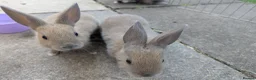 Mixed Breed rabbits for sale: Baby Rabbits  - Advert 10