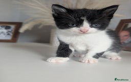 Mixed Breed cats for sale: Black and white kittens  - Image 2