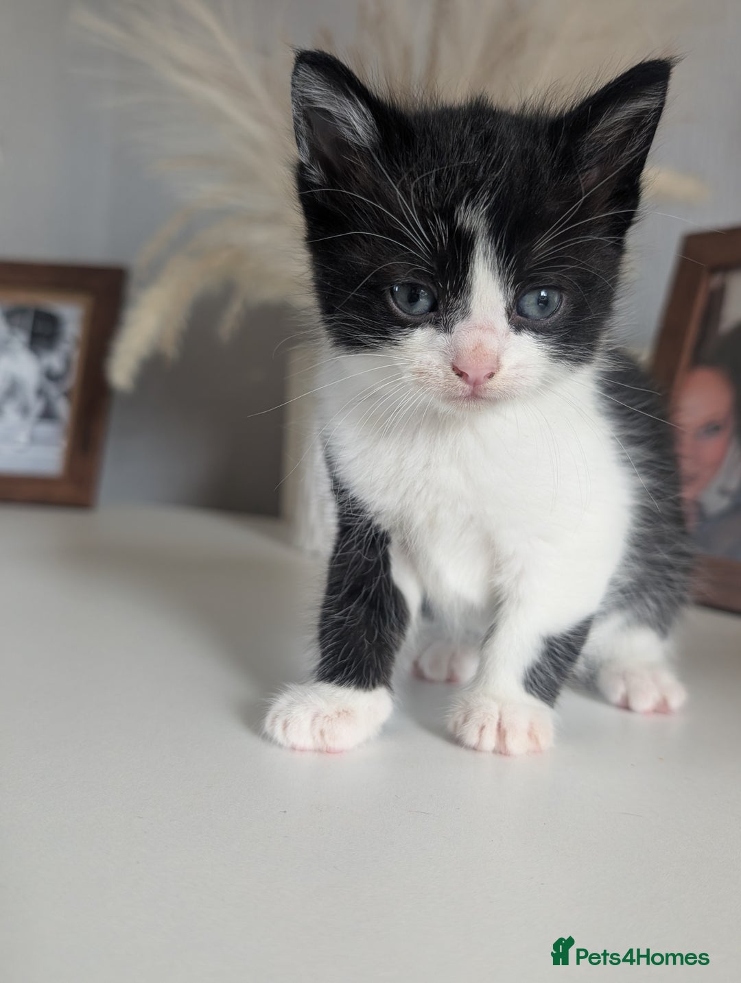 Mixed Breed cats for sale: Black and white kittens  - Image 2