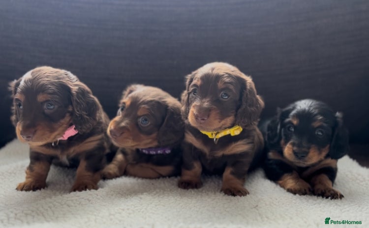 Miniature Dachshund dogs - Advert 3