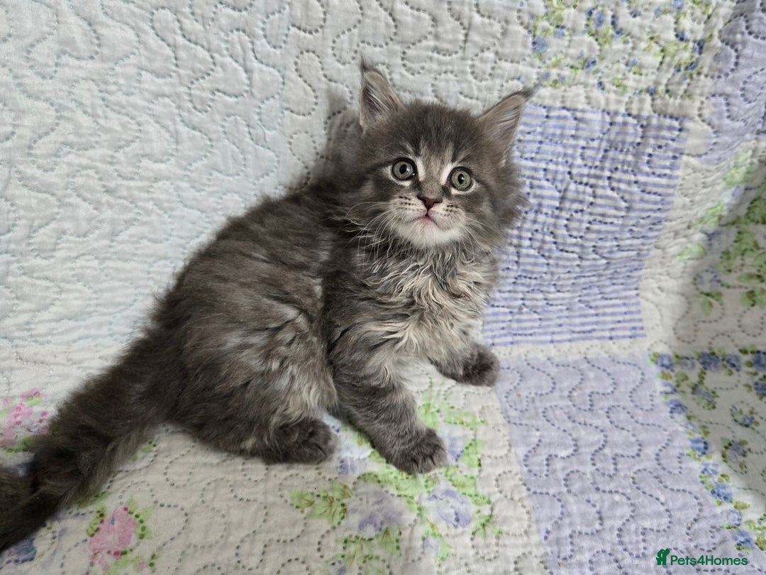 Maine Coon cats for sale: Gorgeous GCCF Maine Coons poss Active - Image 17