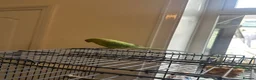 Ringnecks birds for sale: Indain ringneck - Advert 3