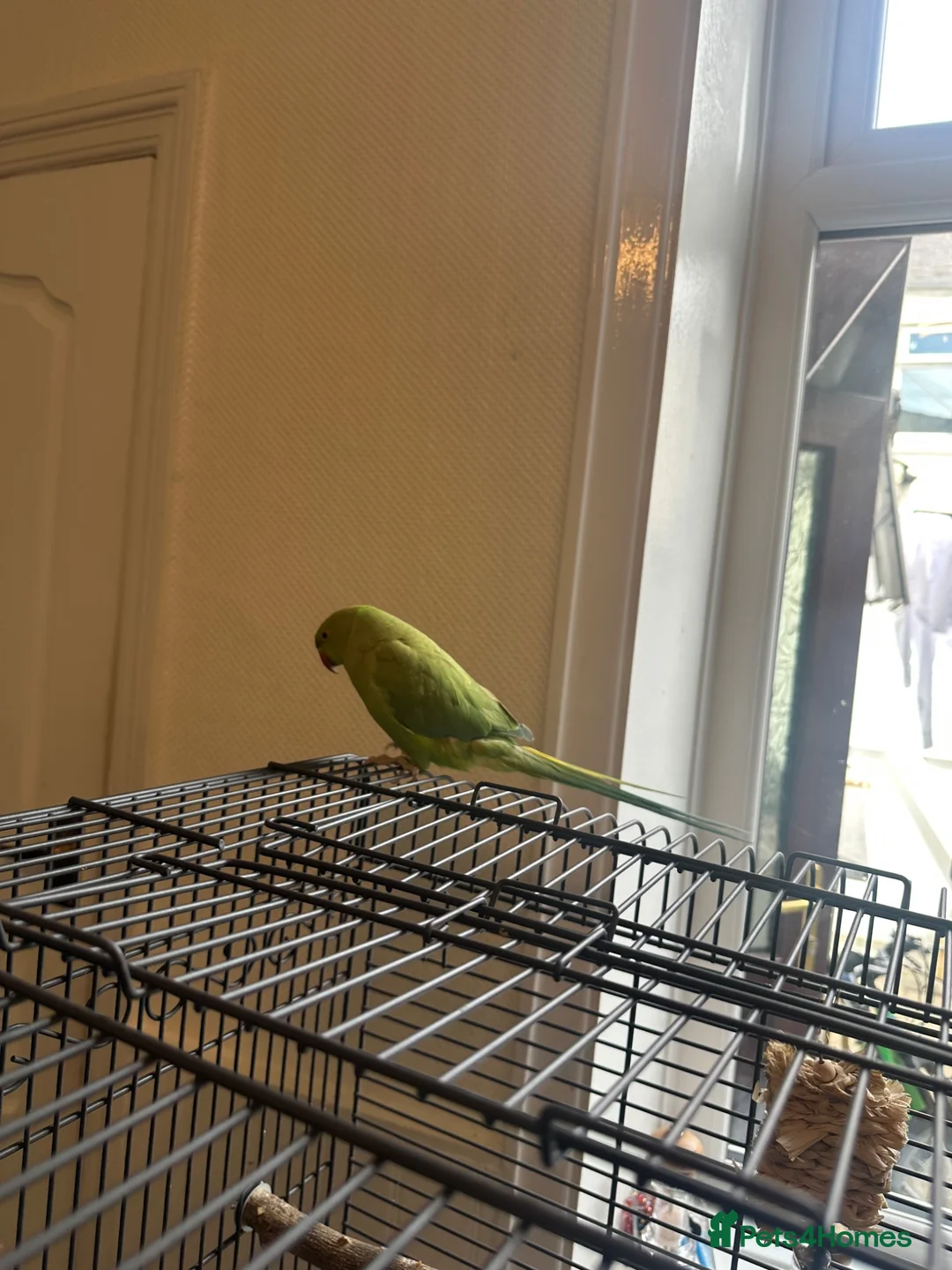 Ringnecks birds for sale: Indain ringneck - Advert 3