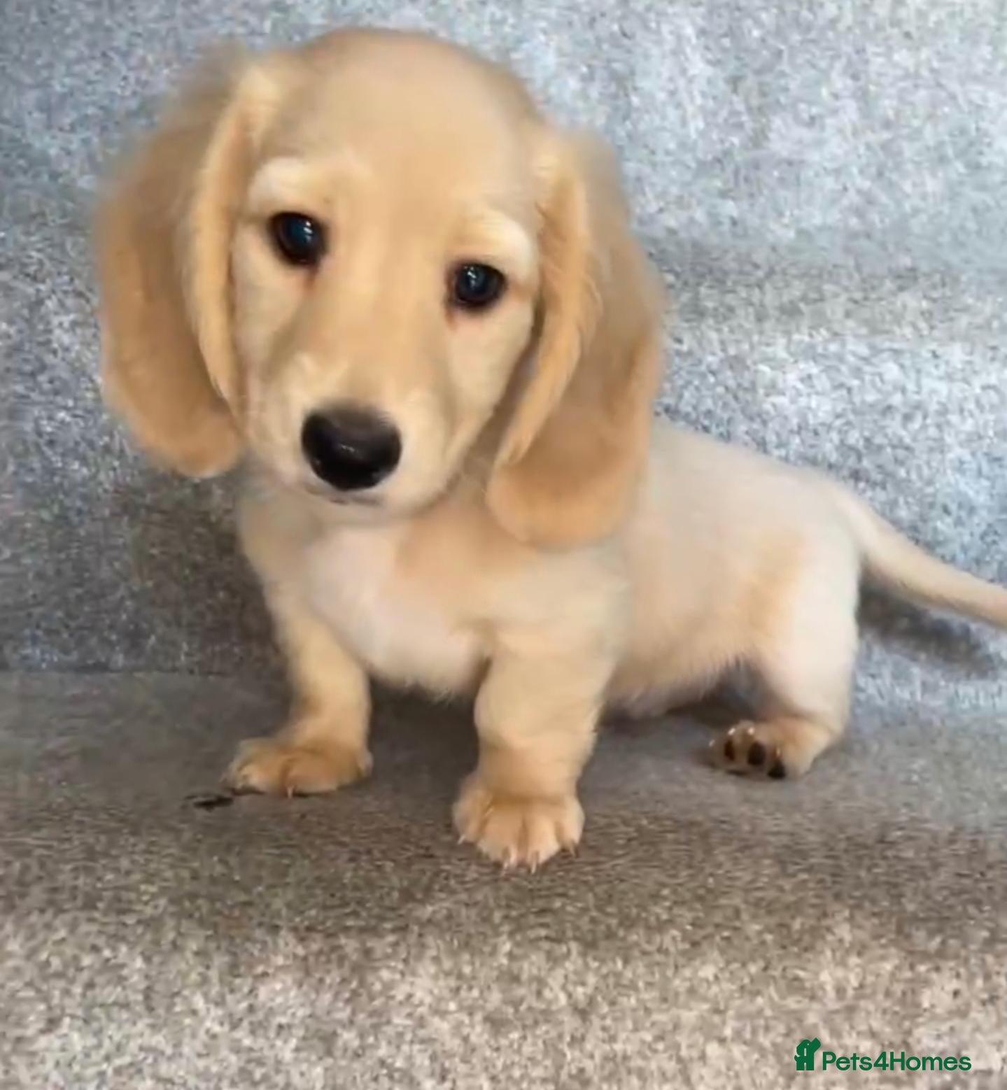 Miniature Dachshund dogs REDUCED READY NOW Longhair cream mini dachshund - Advert 2