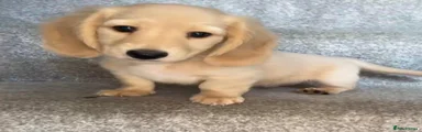 Miniature Dachshund 1