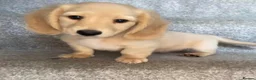 Miniature Dachshund dogs for sale: REDUCED READY NOW Longhair cream mini dachshund - Advert 28