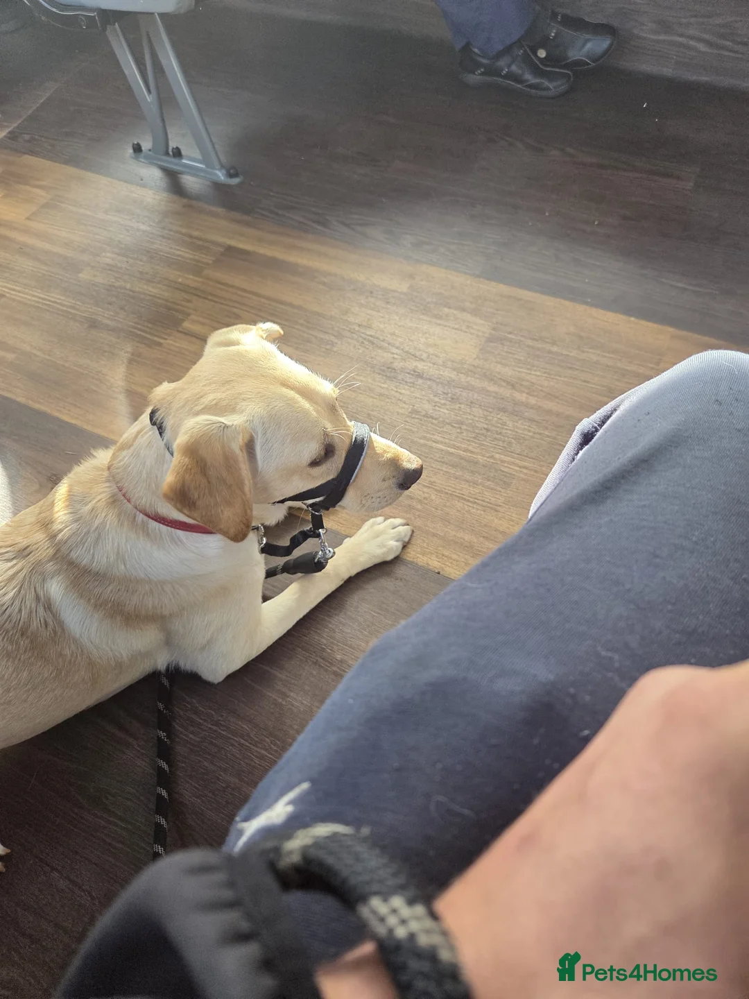 Labrador Retriever dogs for sale: Honey in Newbury - Advert 2