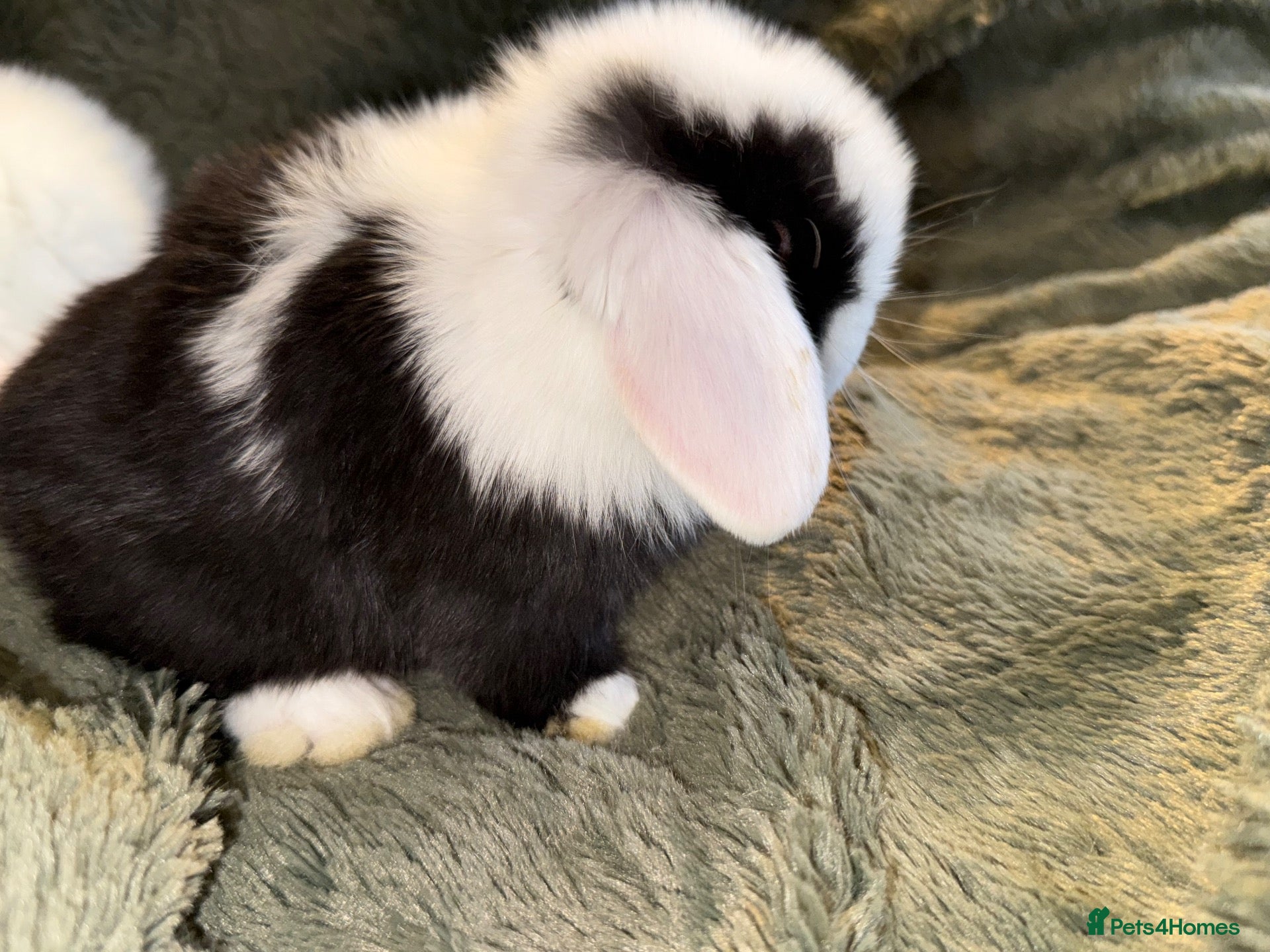 Mini Lop rabbits Beautiful Mini Lops to reserve  - Advert 2
