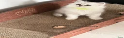 Persian cats for sale: Persian Kittens  - Advert 5
