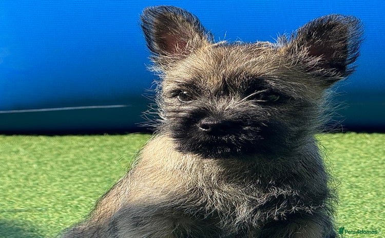 Cairn Terrier dogs - Advert 1