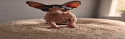 Sphynx cats for sale: Amazing DBE Sphynx kitten GCCF & TICA   - Advert 15
