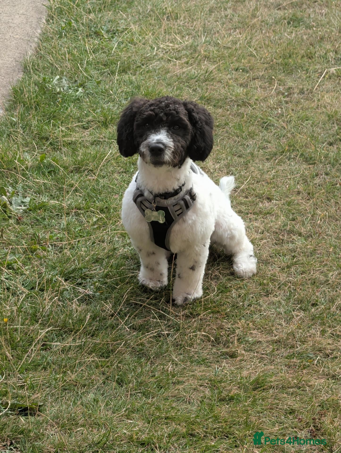 Mixed Breed dogs Beautiful small cockerpoo - Advert 8