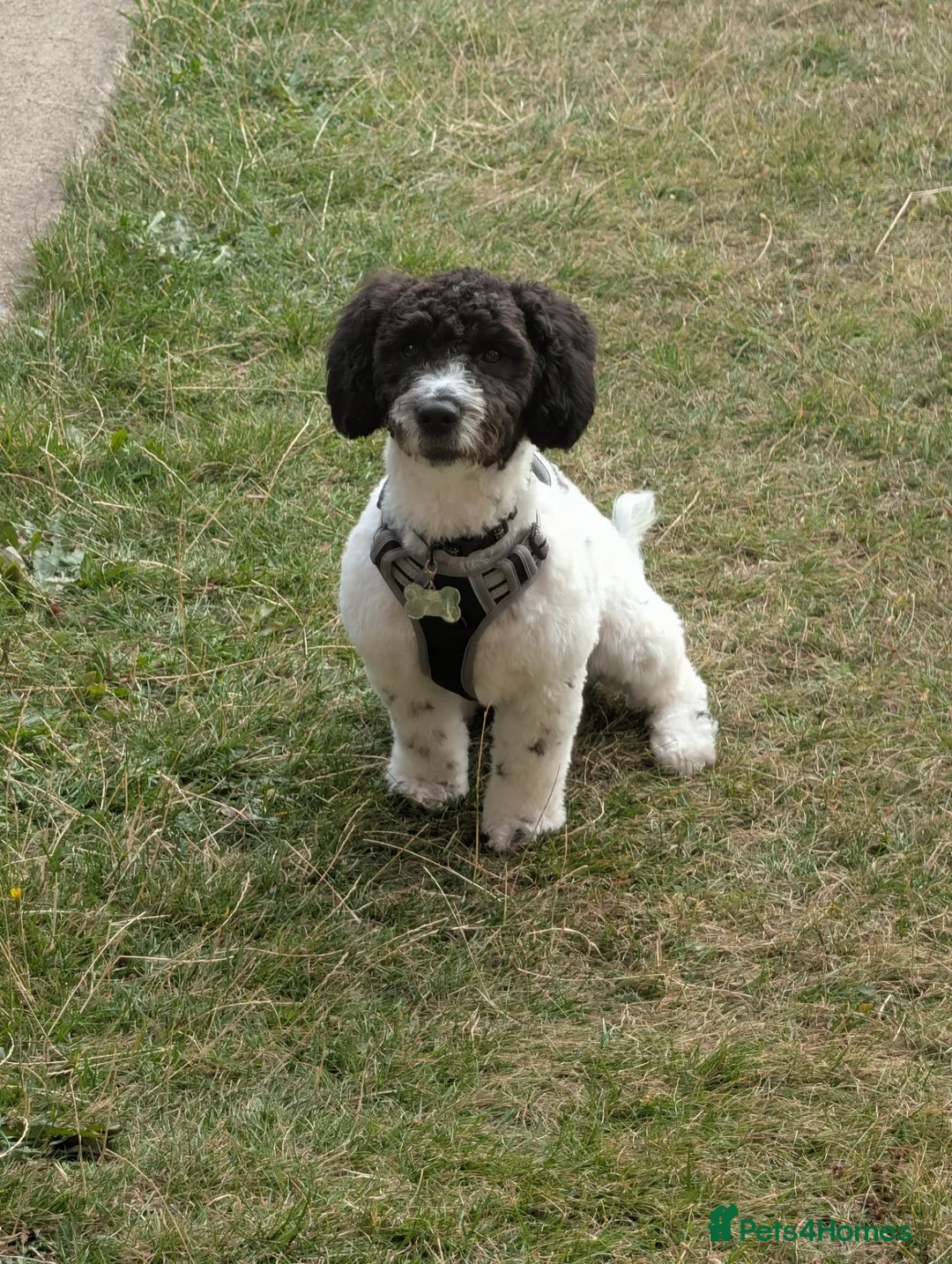 Mixed Breed dogs for sale: Beautiful small cockerpoo in Sheffield - Advert 1