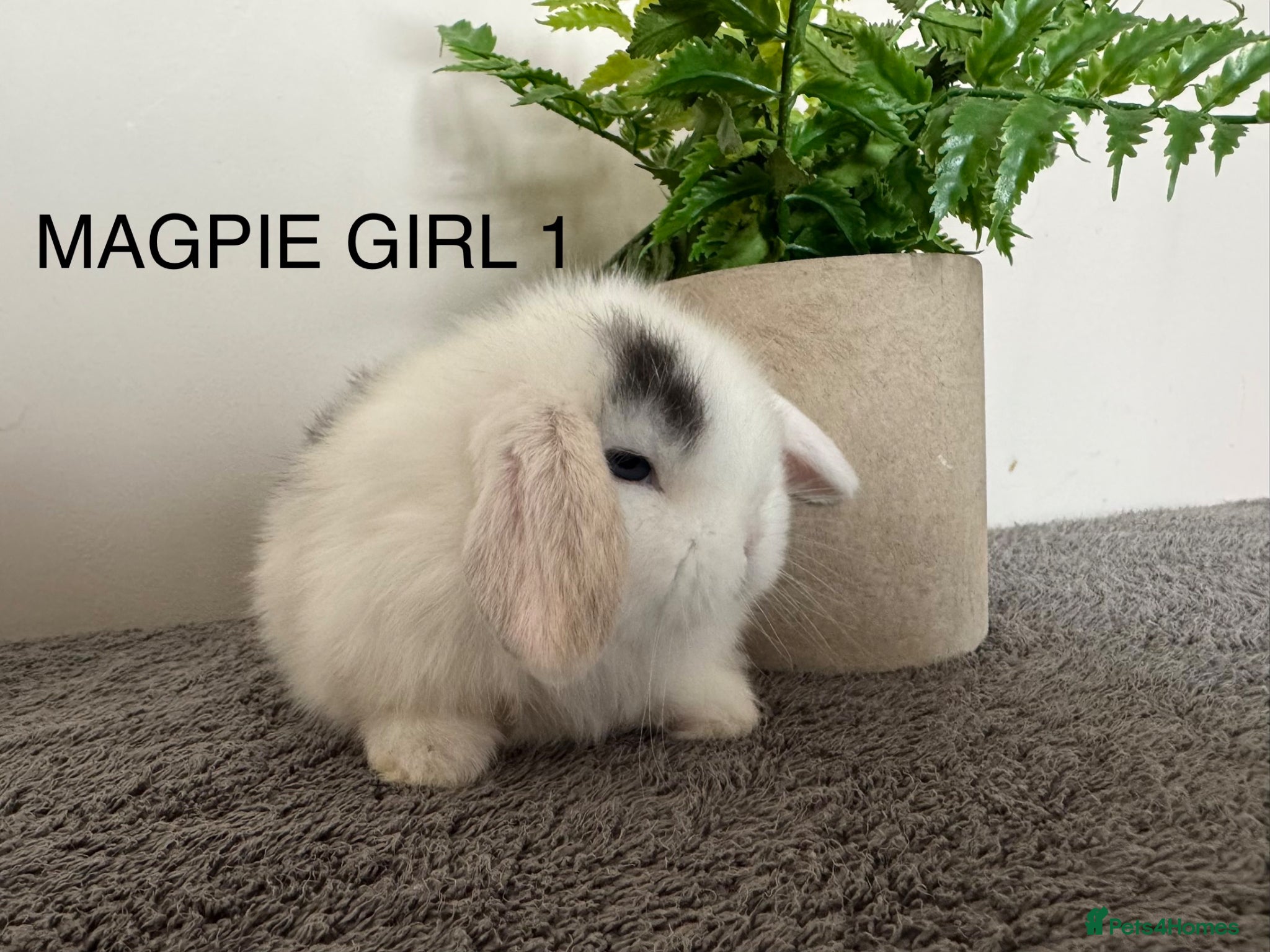 Mini Lop rabbits ☀️MAGPIE MINI LOPS☀️ - Advert 1