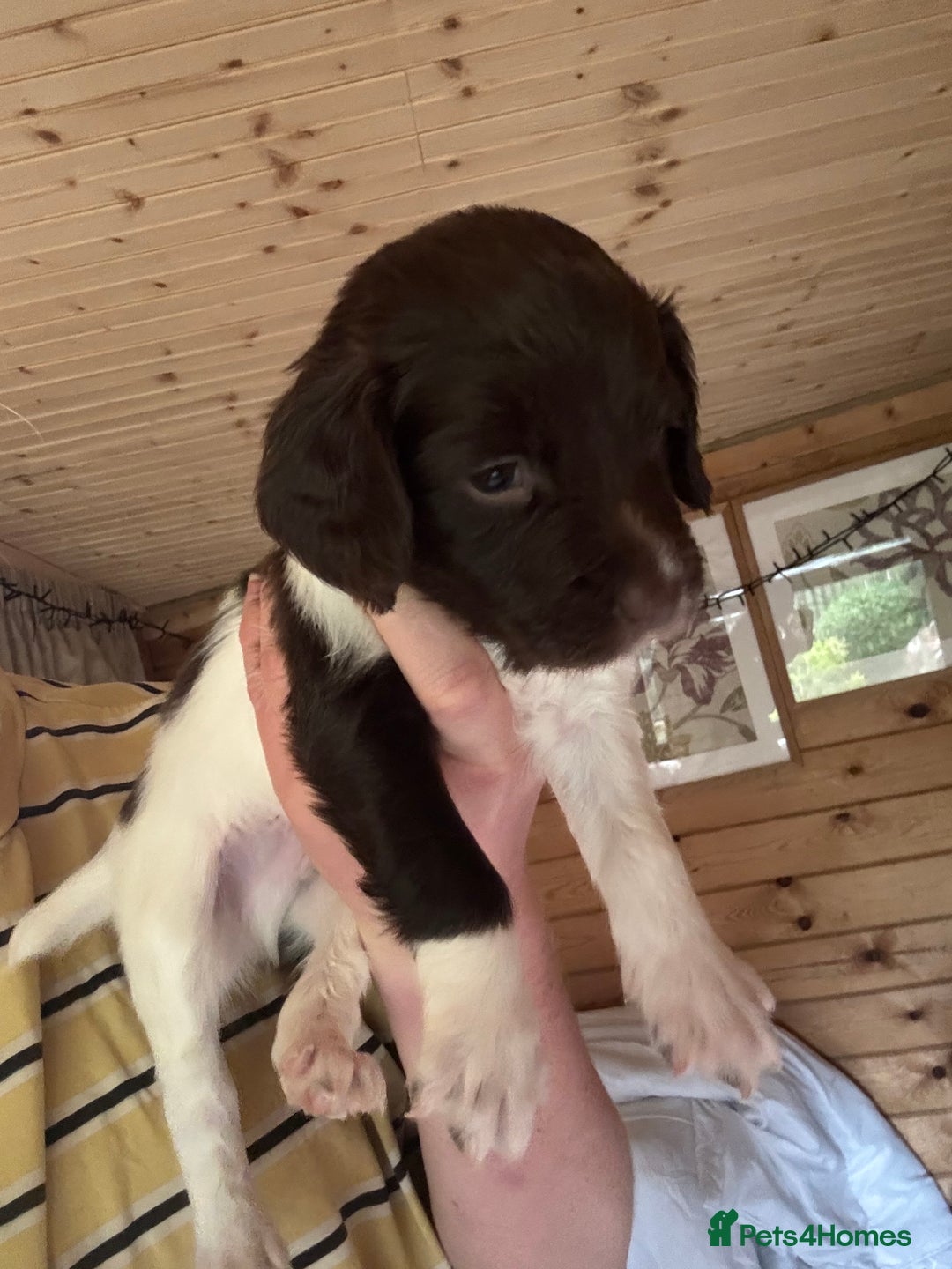 English Springer Spaniel dogs for sale: Sired by Brocklinton Bertie FTCH, docked - Image 3