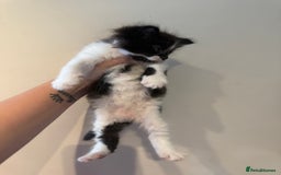 Maine Coon cats for sale: MaineCoon Female Kitten 🩷 - Image 11