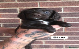 Sprocker dogs for sale: F1 Sprocker Puppies - Image 5