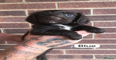 Sprocker dogs - Advert 12
