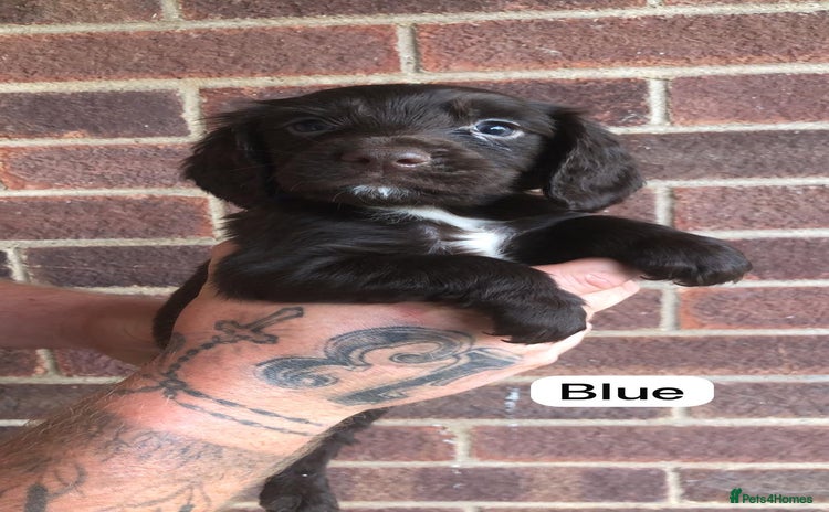 Sprocker dogs - Advert 2