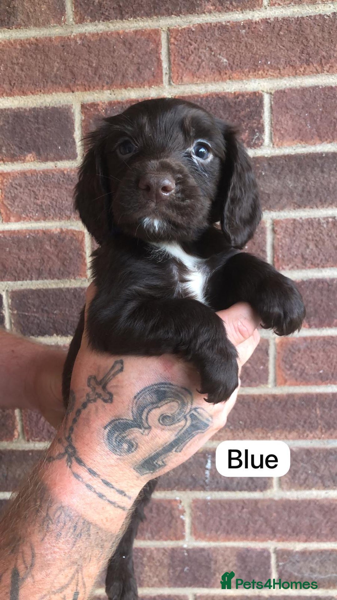 Sprocker dogs for sale: F1 Sprocker Puppies - Image 5