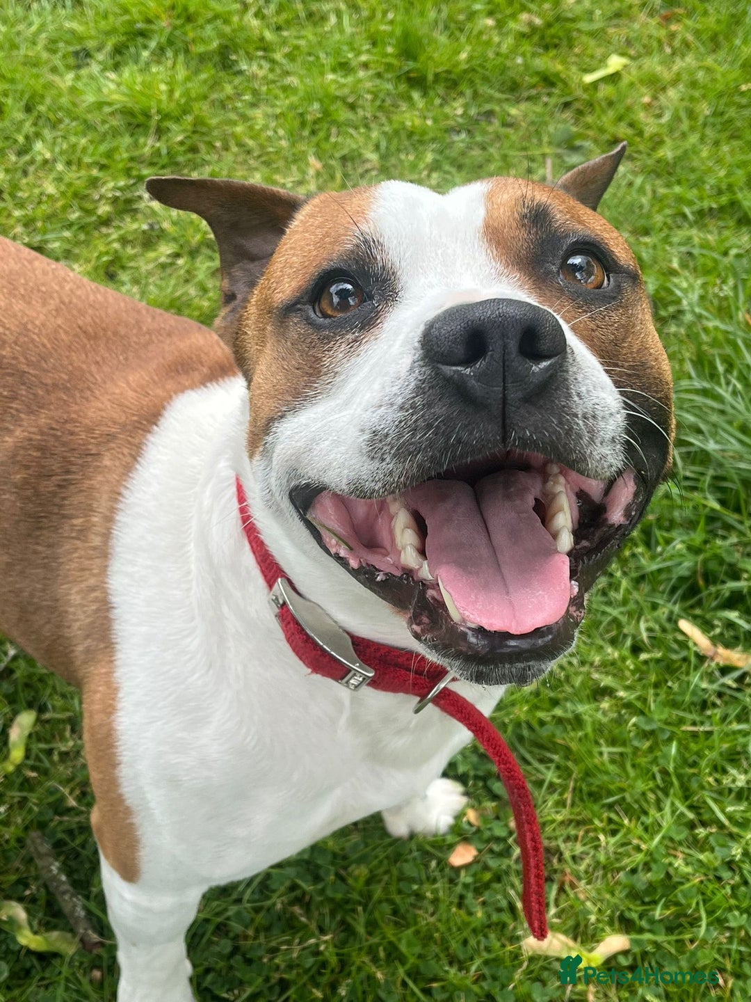 Staffordshire Bull Terrier dogs for stud: For stud FREE - Image 3