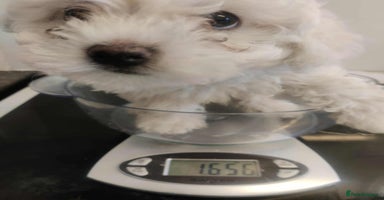 Maltese dogs - Advert 16