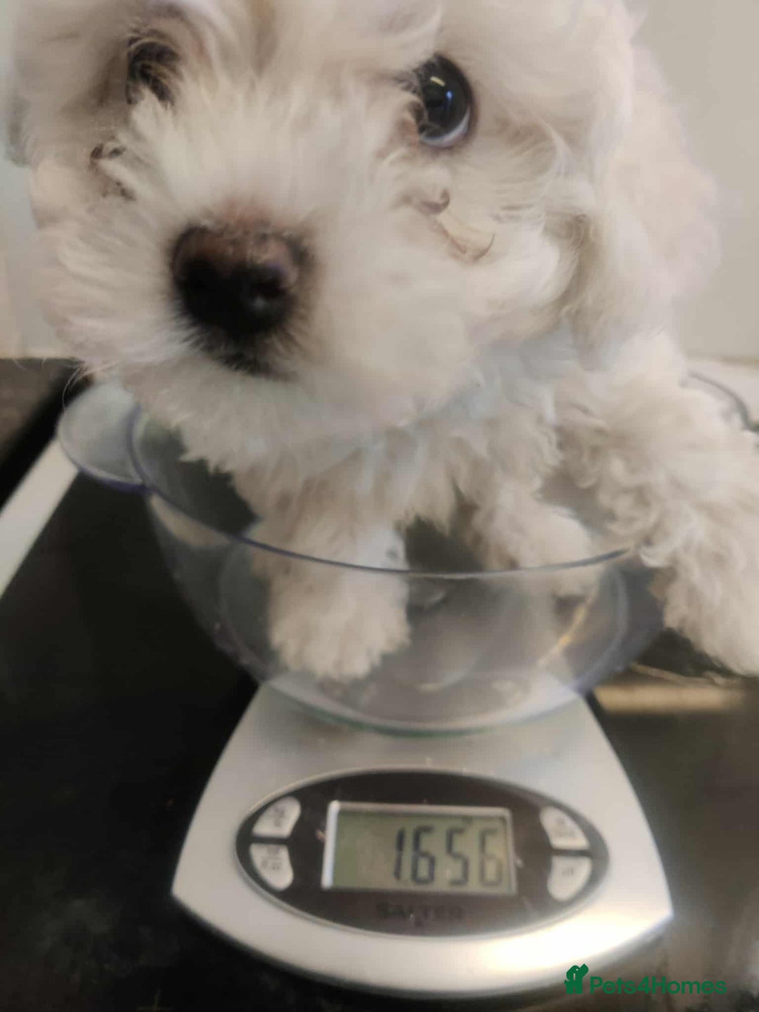 Maltese dogs for sale: Ready to go ! Gorgeous Maltese girls for salee - Image 3