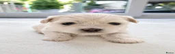 Maltese dogs for sale: Beautiful Maltese Puppies – Loving Family Homes - Advert 30