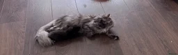 Maine Coon cats for sale: Maine Coon Kittens-Black Smoke&Cream Silver - Advert 24