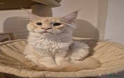 Maine Coon cats for sale: Stunning red silver GIRL - Image 2