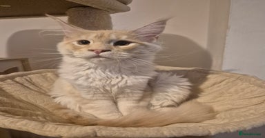 Maine Coon cats - Advert 10