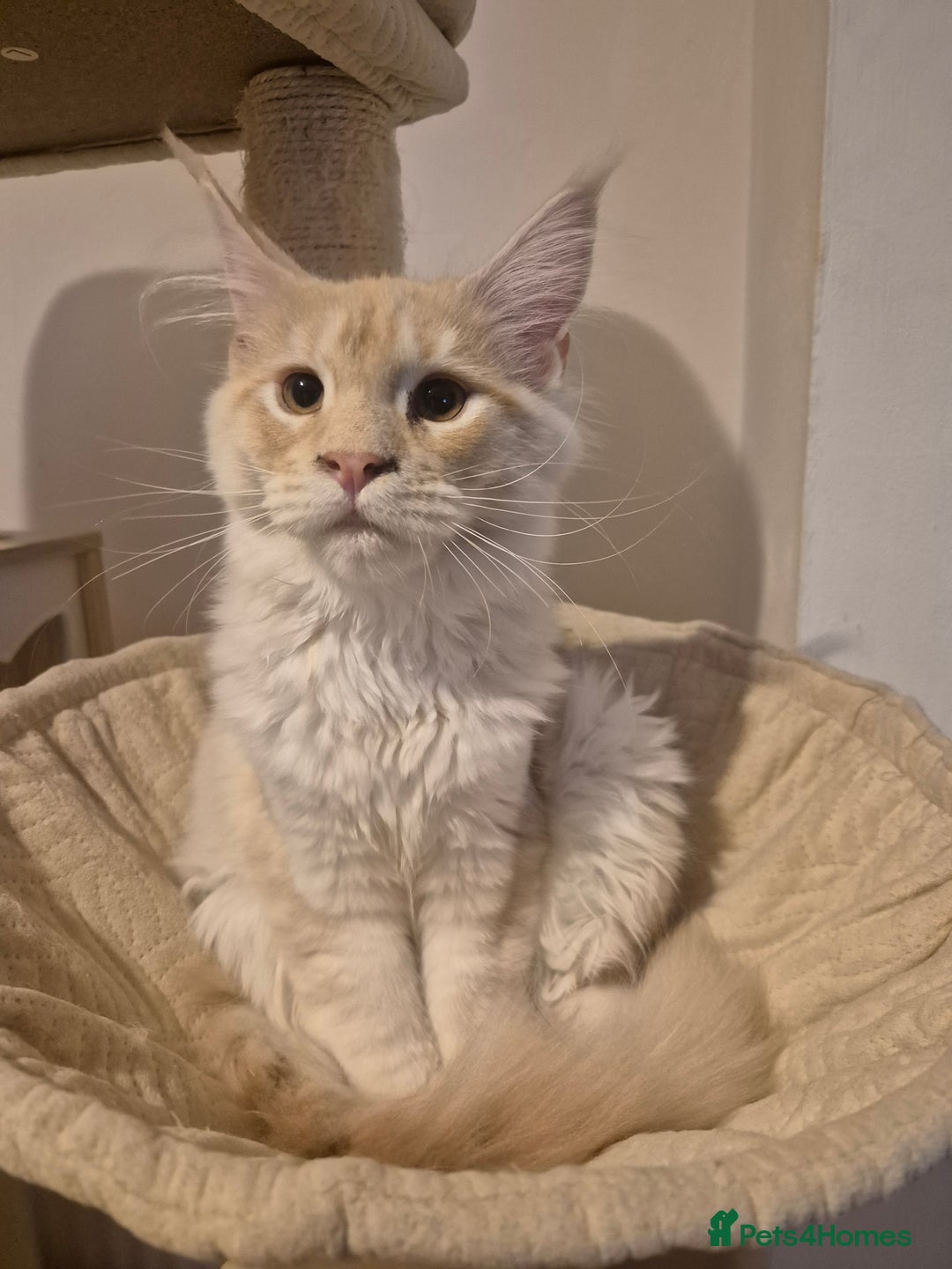 Maine Coon cats for sale: Stunning red silver GIRL - Image 2