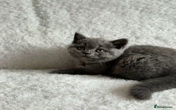 Scottish Fold cats for sale: Scottish fold and straight kittens  - Image 10